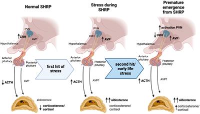 The adipose tissue keeps the score: priming of the adrenal-adipose tissue axis by early life stress predisposes women to obesity and cardiometabolic risk